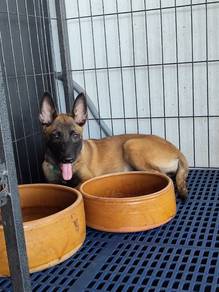 Belgian malinois