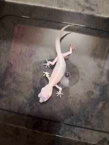 Leopard gecko Snow Diablo Blanco (SDB)