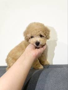 Tiny Poodle