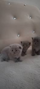 pure baby bsh for rehome