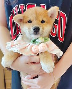 Shiba Inu