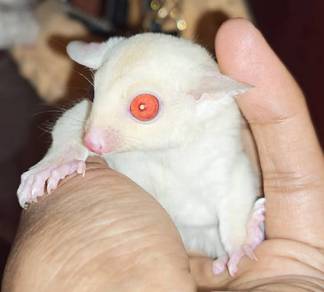 Sugar Glider for sale