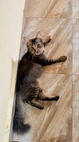 3 Kucing Untuk Di Adopt