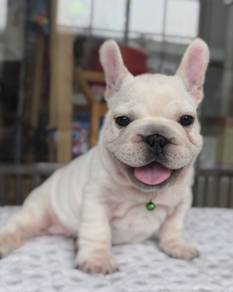 FRENCH BULLDOG PUPPIES 🌻A207 Cute & Big Rope Boy