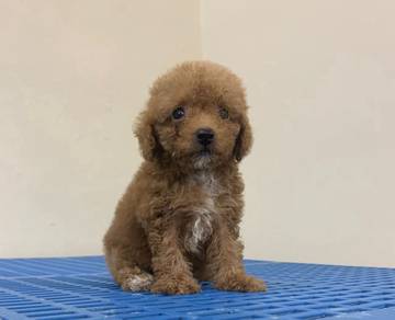 Toy poodle