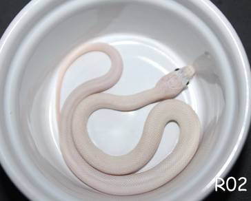 Texas white rat snake for sell