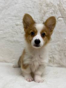 Corgi
