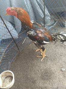 ayam