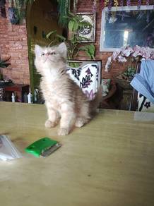 BSH mix Parsian 