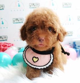 Poodle