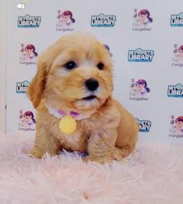 Maltipoo