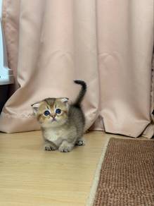 munchkin