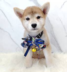 Shiba