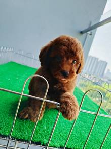 Poodle
