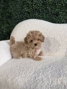 Kissy-faced Maltipoo Round Face Puppy Baby Puppy