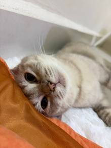 Kucing Mix BSH Tabby