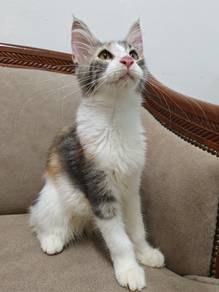 Mainecoon Kitten for Rehome
