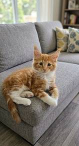 Maine coon kitten 