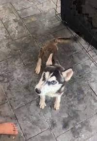 Siberian Husky female puppy