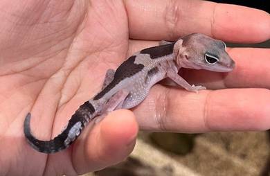 Fat Tailed Gecko Untuk Dijual !!