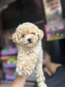 maltipoo5