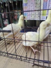 anak merak putih