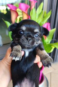 black and white Chihuahua ~6