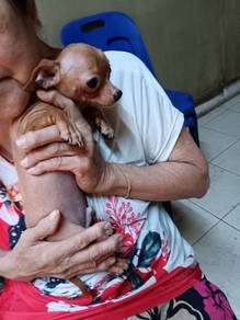 Chihuahua Applehead 