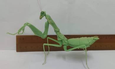 Praying Mantis