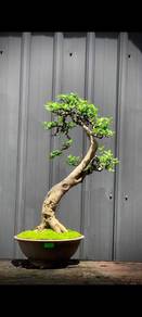 Bonsai Kesinai to let go