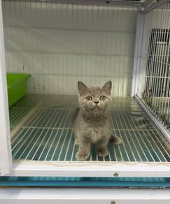 BSH munchkin kitten