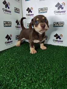 Chocolate and cream miniature dachshund pup