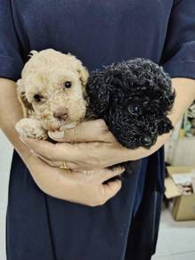 Toy poodle
