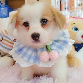 Welsh Corgi