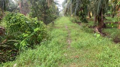 Agricultural Land in Kuala Sepetang, PRK
