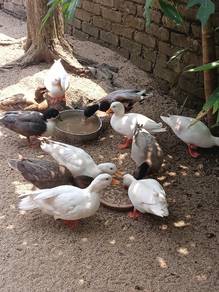 Call Duck 