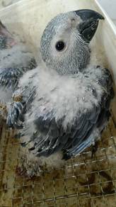 african grey parrot