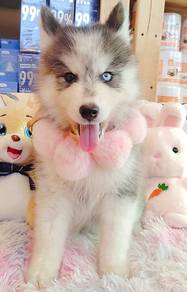 Husky