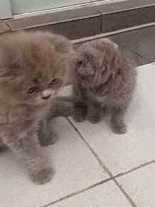 kucing bsh