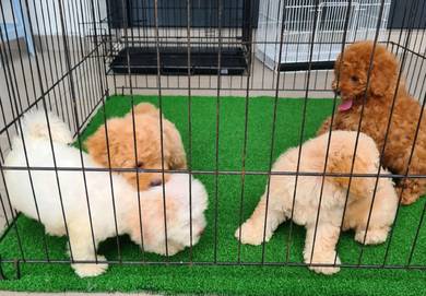 toy poodle puppy