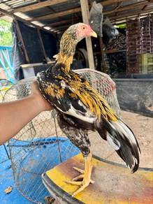 ayam ratu muda emas