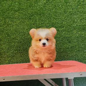 corgi 1