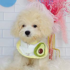 Maltipoo