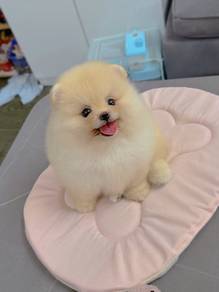 Mini Pomeranian-Girl