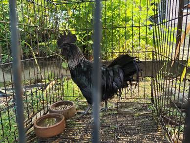 ayam cemani jantan