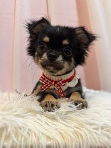 Long Coat Chihuahua female