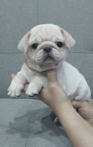 PUG PUPPIES 634 🌻 Chubby Pug boy