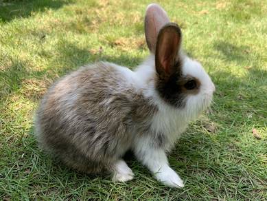 New Zealand White mix American Chincilla