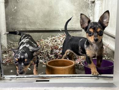 Chihuahua
