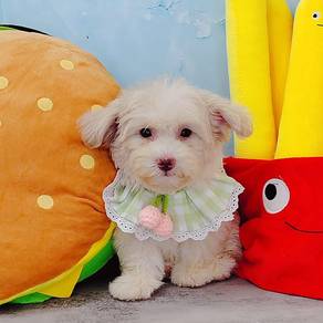 Maltipoo